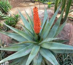 Aloe vera-xeriscaping