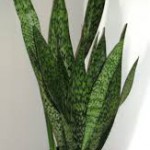 House Plants That Cleans Mold From Your Home's Air In South Florida-a-snake-plant