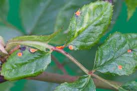 Infected leaves-plant-disease