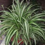 House Plants That Cleans Mold From Your Home's Air In South Florida-a-spider-plant