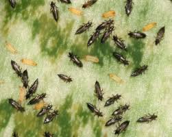 Diatomaceous Earth-thrips-insect-pests