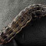 Armyworm-turf-insects-and-there-control