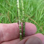 Green grass-turf-disease