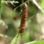 Cutworms-turf-insects-and-there-control