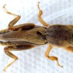 Mole crickets-turf-insects-and-there-control