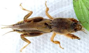 January Garden Pests In South Florida-a-mole-cricket