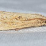 Sod webworm-turf-insects-and-there-control