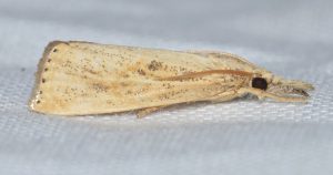 January Garden Pests In South Florida-the-adult-moth-of-the-sod-webworm