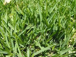 St Augustine grass-grasses