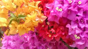 Bougainvillea-can-plants-survive-without-water