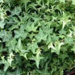 English ivy-salt-tolerant-plant-list
