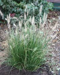 White fountain grass-how-to-plant-a-meadow