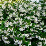 Star jasmine-salt-tolerant-plant-list