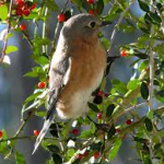 Bird in holly tree-salt-tolerant-plant-list