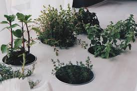 Garden herbs in white pots-flavoring-foods-the-healthy-way