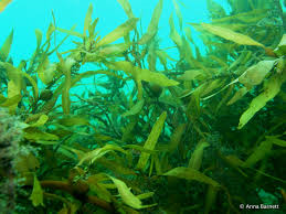 Seaweeds under water-seaweed-and-gardening