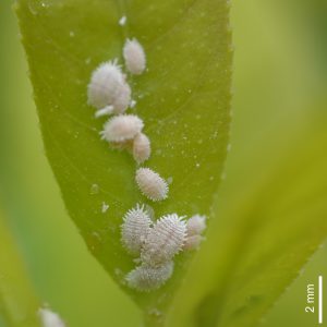 Common Garden Insect Pests-mealy bugs