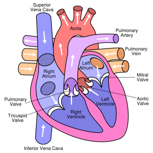 Diagram of the heart-foods-that-promotes-healthy-hearts