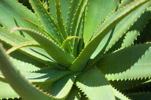 Aloe vera plant-health-benefits-aloe-vera-plant
