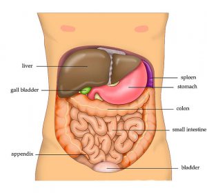 The human body-boosting-your-liver