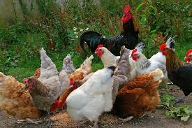 Raising organic chicken-organic-raised-animals