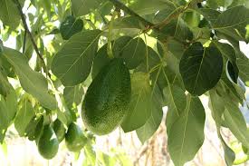 Avocado tree-avocado-nutrition-facts