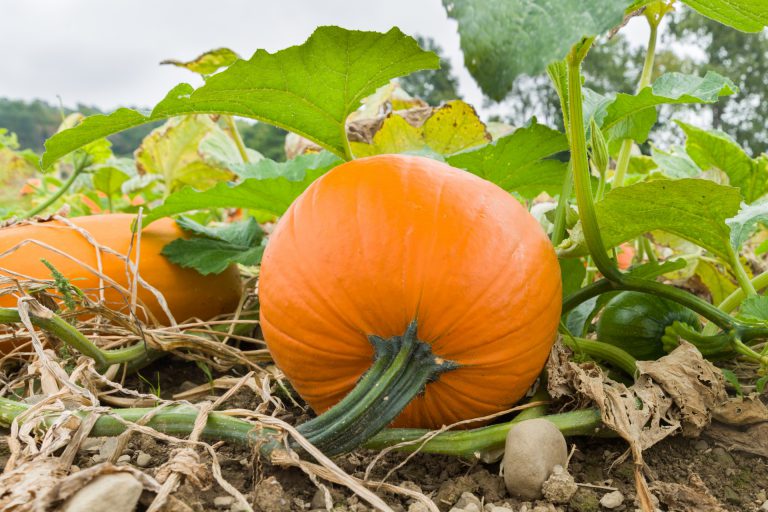 Growing Pumpkins | EDEN'S GARDEN