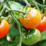 Tomatoes growing on vine-regrow-vegetables-from-kitchen-scraps