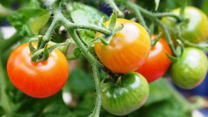 Tomatoes growing on vine-tomato-juice-health-benefits