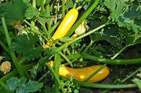 Summer Vegetable Garden Ideas-zucchini-plants