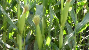 Corn growing in corn field-how-to-grow-a-corn-plant