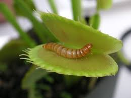 Venus fly trap-plants-that-eats-insects