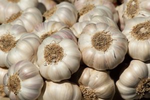 Planting Garlic Blubs-garlic-herbs