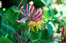 Forcing Tress And Shrubs To Bloom Indoors-honeysuckle-fragrant-flower
