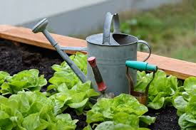 7 Vegetable Garden Care And maintenance Tips-growing-lettuce