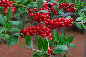 Holly plant-pruning-methods
