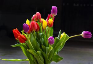 How To make Money Gardening-tulips