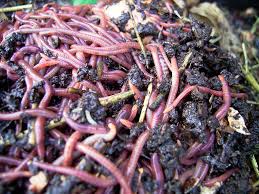 how-to-harvest-worm-casting-for-your-garden-worms in organic soil