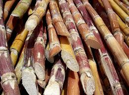 Sugar cane-growing-sugar-cane