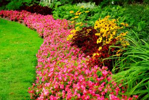 Colorful garden plants-when to plant a garden