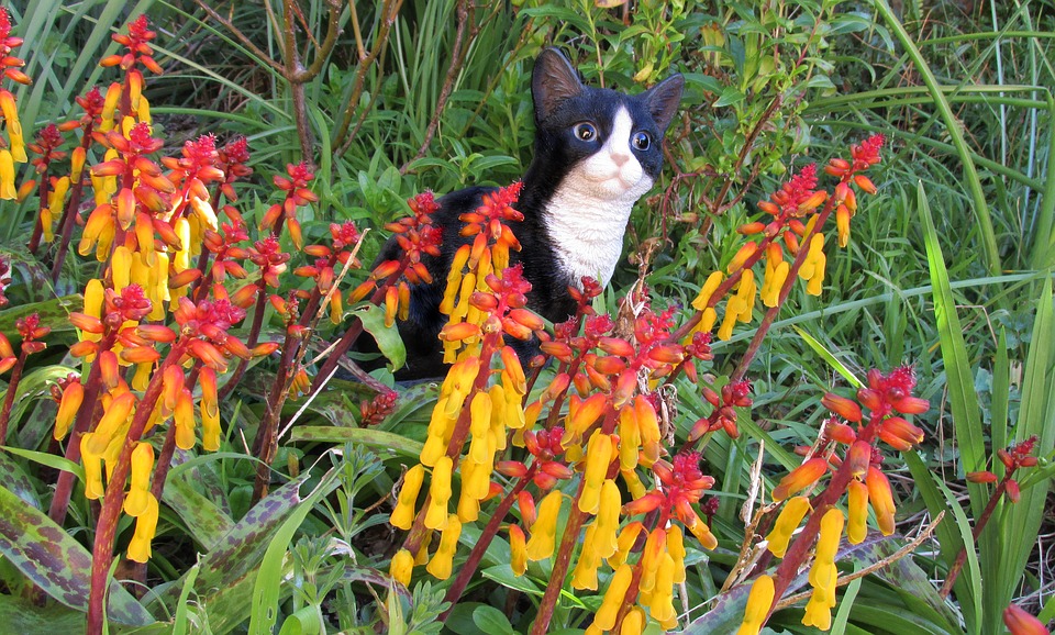 A Cat in the garden-plants-that-are-poisonous-to-cats
