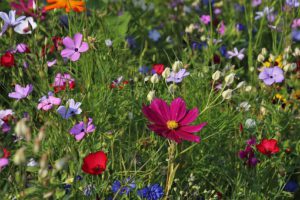 How To Grow A Wildflower Garden-wild-flowers