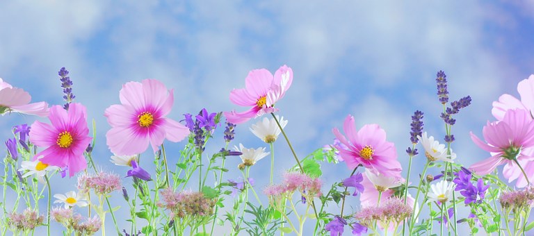 Garden Flowers-garden-monthly-checklist