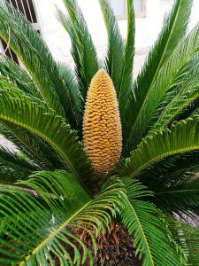 Sago Palm-plants-that-removes-toxins-from-the-soil