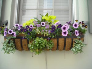 Summer Container Garden Ideas-a-window-box-with-flowers