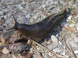 Slugs-garden-snails-and-slugs
