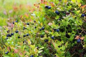 Blueberries-blueberries-growing on trees