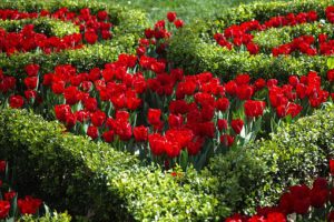 Red flowers-garden-tools-for-the-begginers