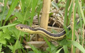 Garter_Snake-how to keep snakes out of you garden