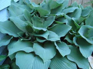 Hosta Plant Care-blue-hosta